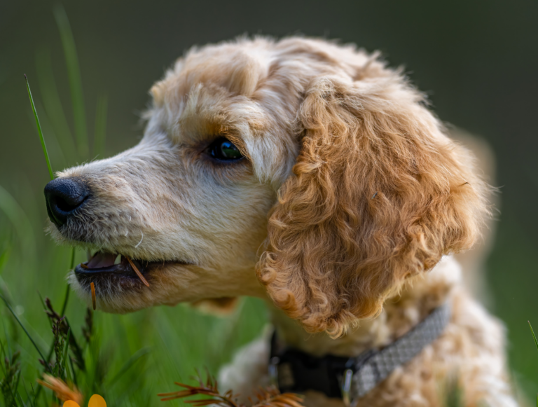 Punkkisuojaus lemmikki